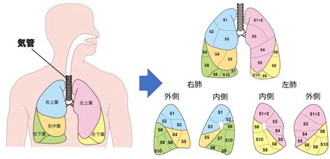 肺 位置|【3